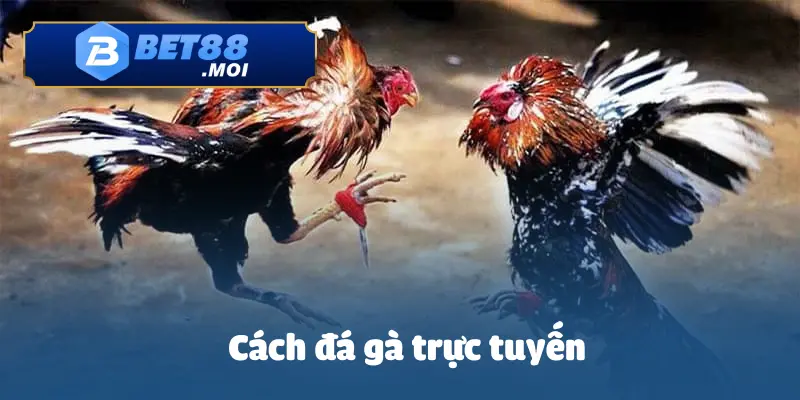 Cách Cá Cược Đá Gà Trực Tuyến BET88 – Luật Chơi & Cách Đặt Cược Chuẩn
