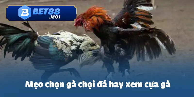 Những cách chọn gà chọi đá hay thông qua cựa gà 